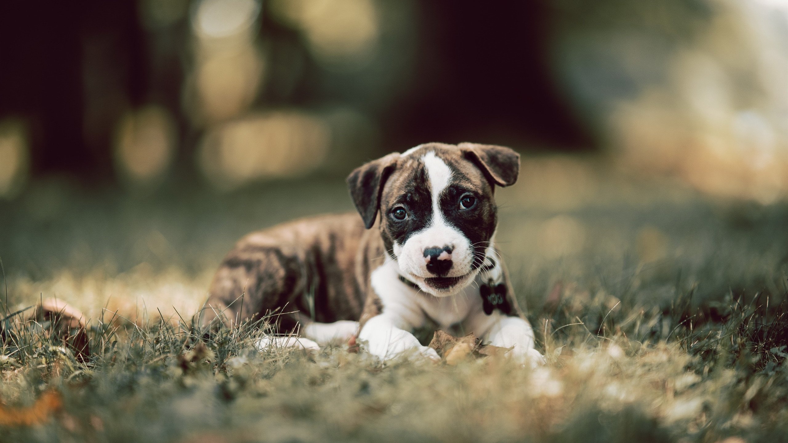 九游娱乐app下载-加拿大队赛制分析:团体赛制下如何灵活调整应对变化,加拿大队员 九游娱乐app下载-加拿大队赛制分析:团体赛制下如何灵活调整应对变化,加拿大队员